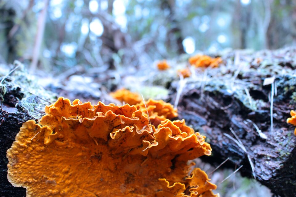 Yellow moss