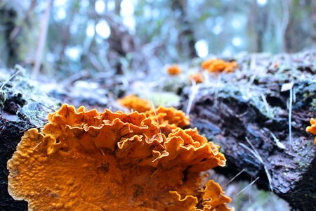 Yellow moss