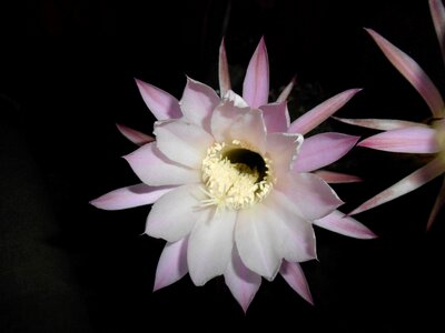 Beautiful flower blooming cactus rare flowers photo