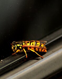 Animal sting nature