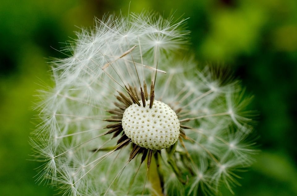 Macro flora nature