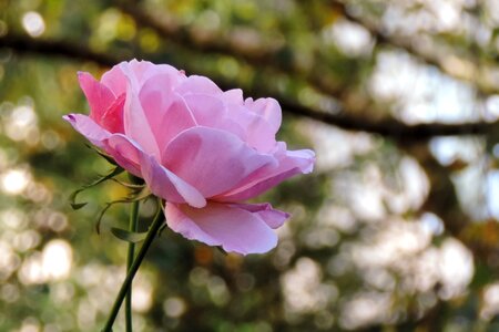 Bloom pink rose garden roses