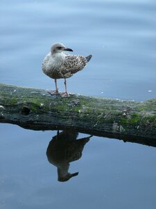 Water mirroring branch