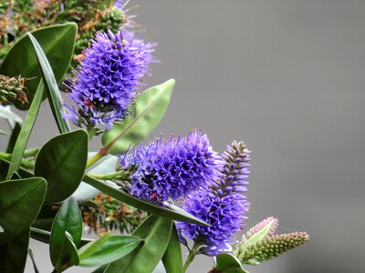 Purple nature plant