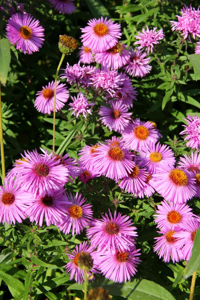 Petite flower flowers