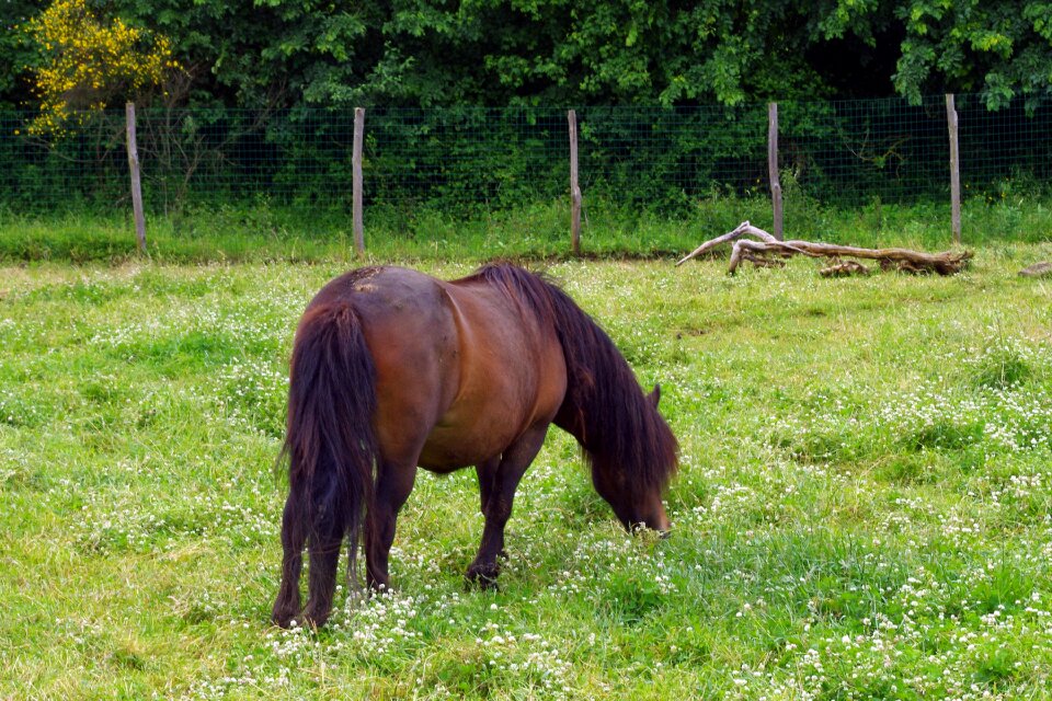 Pasture prato animal