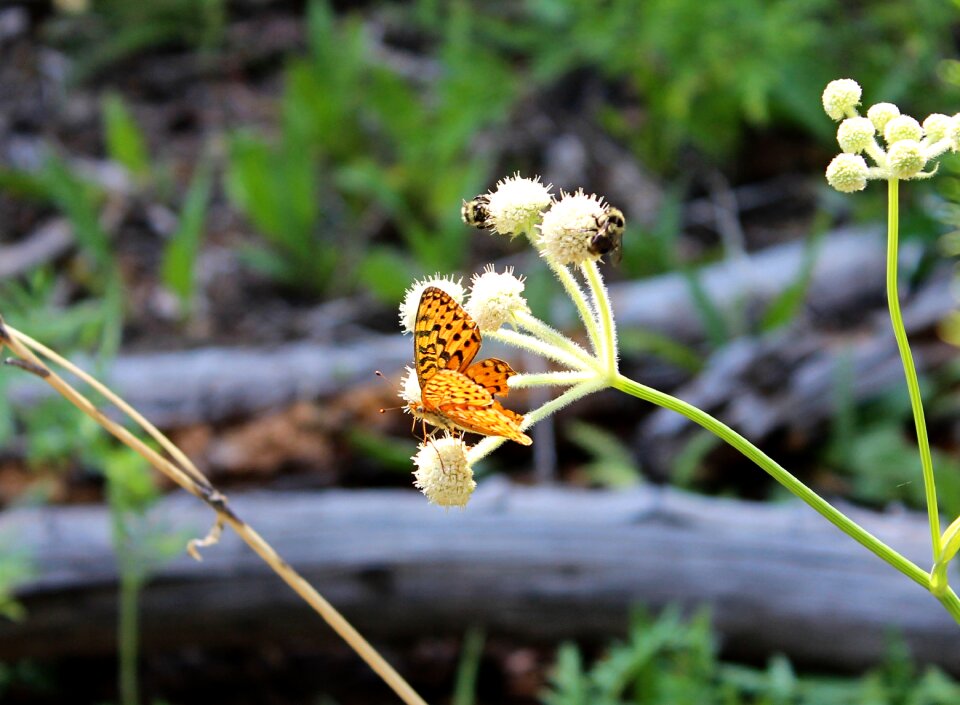 Nature outdoors plant