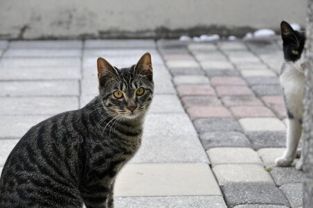 Gaze eyes cats