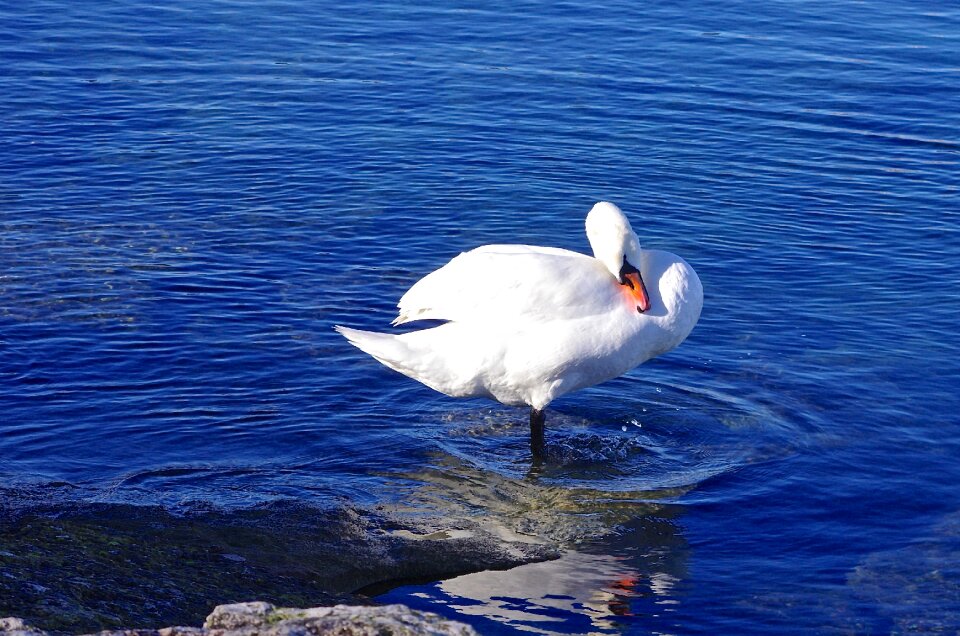 Water animal wildlife