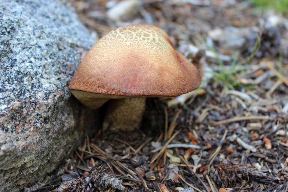 Nature forest fungi