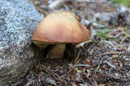 Nature forest fungi