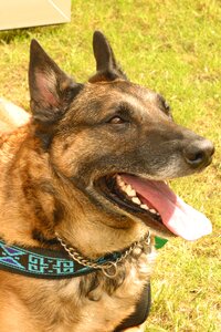 Guard dog shepherd portrait