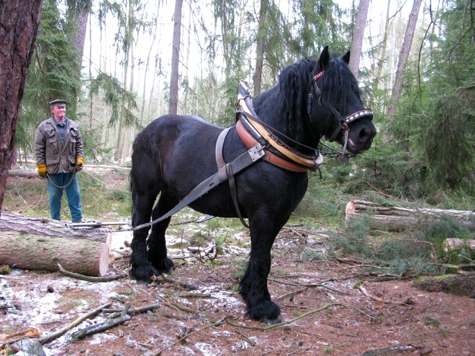 Pulling logs pulling black