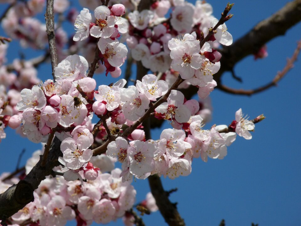 Branch spring tree