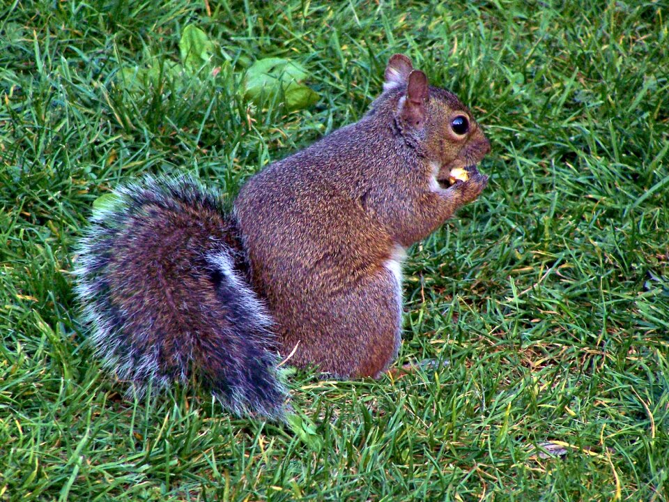 Nut cute animal