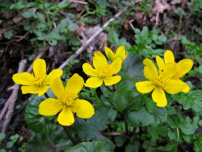 Nature flowers yellow