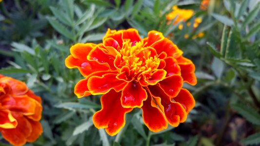 Orange bird's flowers xie