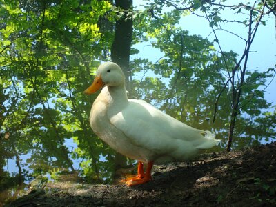 Bird duck wild