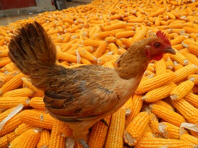 Chicken in rural areas corn