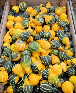 Juicy food ripe