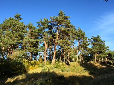 Landscape grove forest