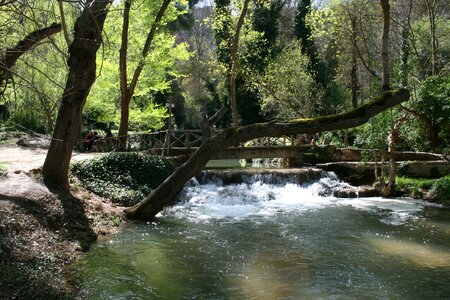 Tramp flow forest photo