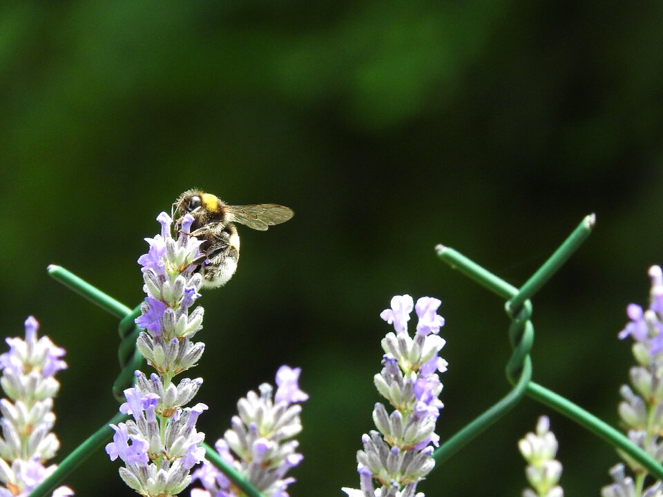 Lavender summer