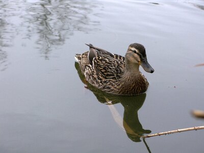 Nature water bird wild photo