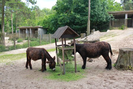 Zoo donkeys animals