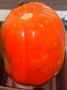 Orange huge october