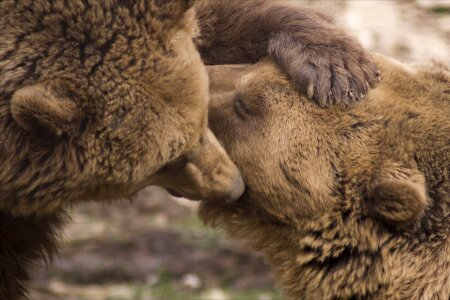 Friendship bear nature