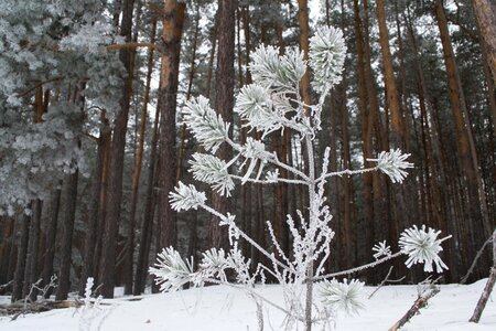 Snow trees cold photo