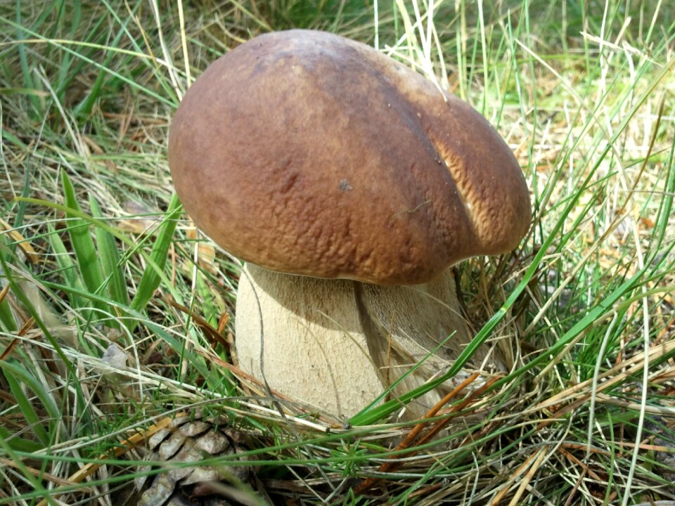 Boletaire porro autumn