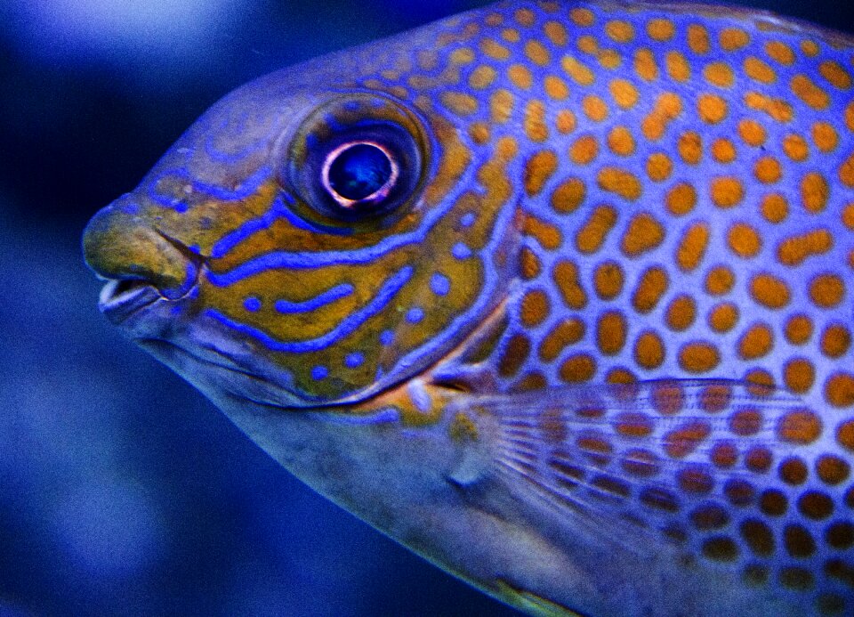 Blue planet water experience