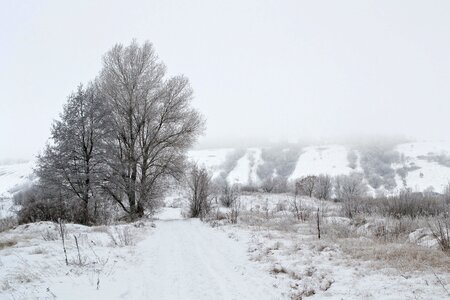 Snow trees cold photo