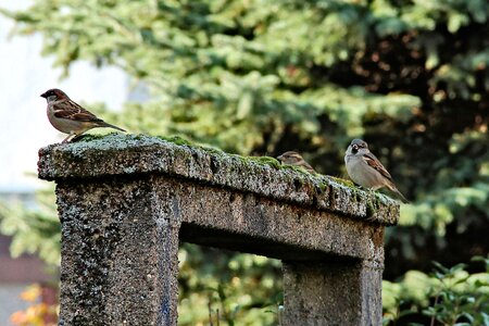 Birds sparrows trees