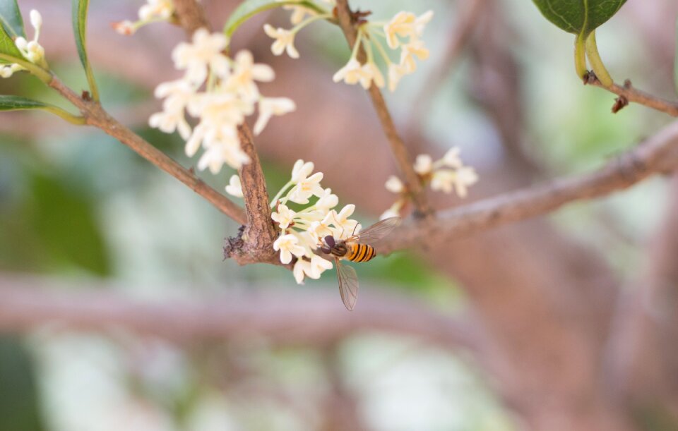 Insects spring blossom