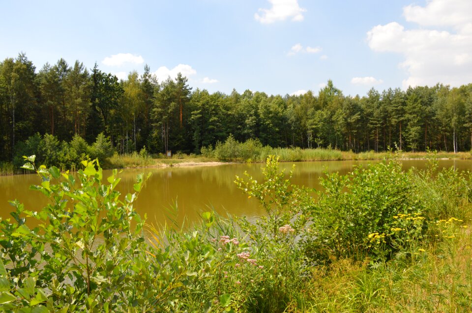 Forest pond landscape surface