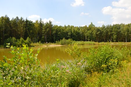 Forest pond landscape surface photo