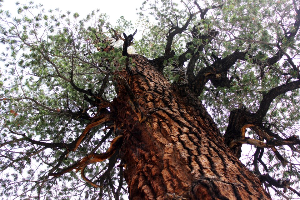 Forest leaves trunk