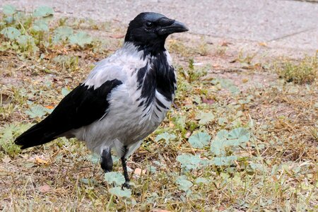 Raven bird animal carrion crow photo