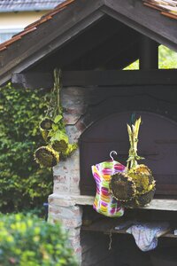 Yellow plant blossom photo