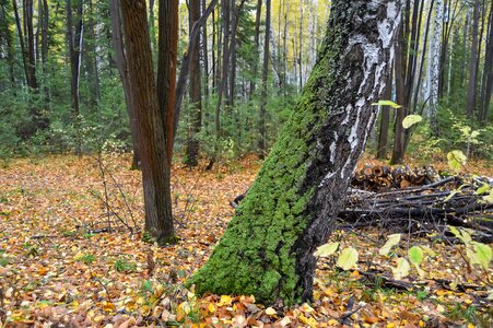 Nature landscape birch
