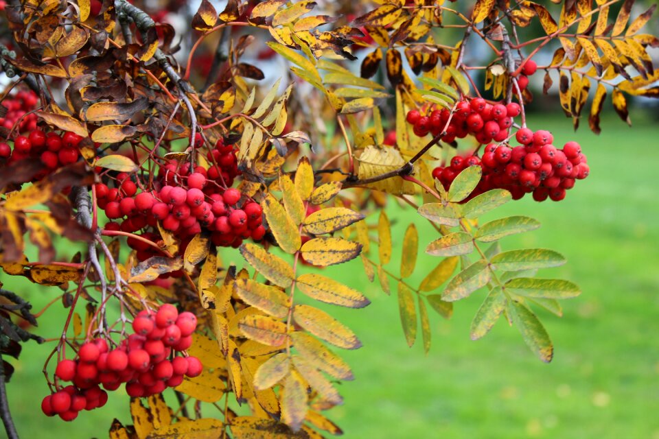 Plant september clusters of rowan