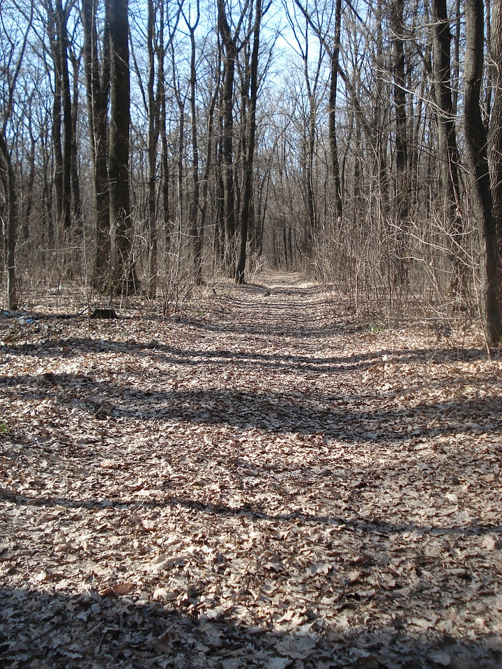 Forest solitude quiet