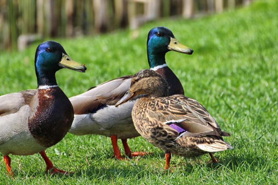 Drake waterfowl meadow