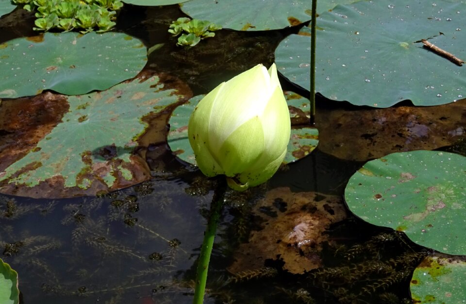 White plant garden
