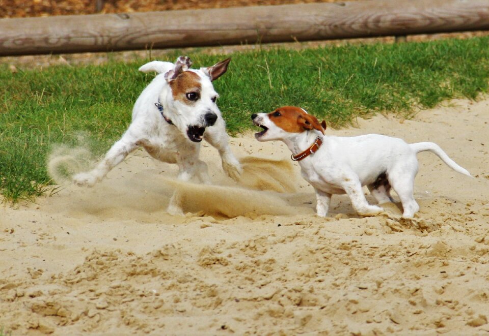 Dogs dog puppy play photo