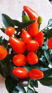 Spice orange red