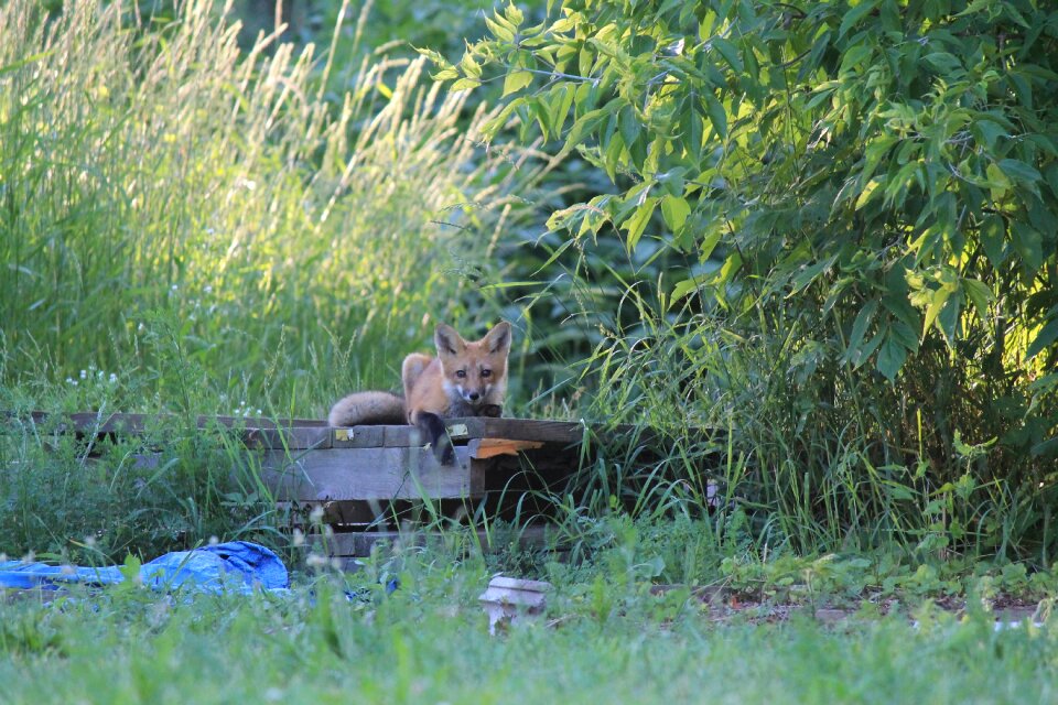 Red cute outdoor